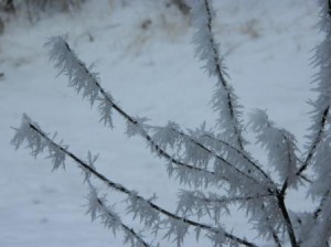 DSCN4384