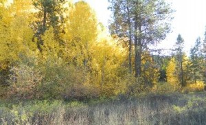 DSCN6117