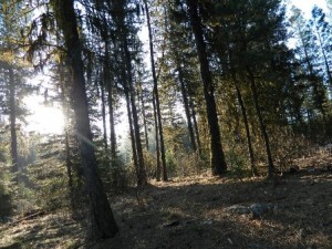 Spring in the forest