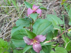 Purple Trilliums