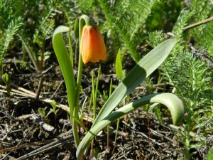 Yellow Bells