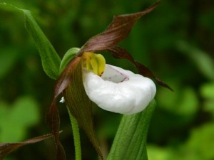 Mountain Lady Slipper