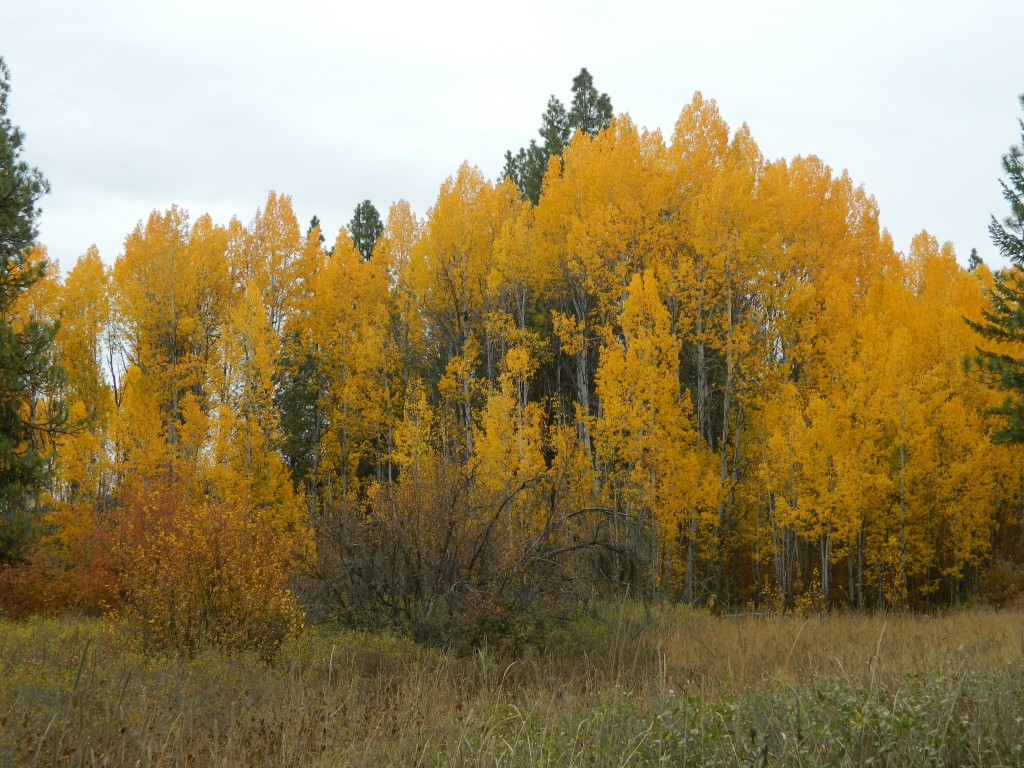DSCN8542